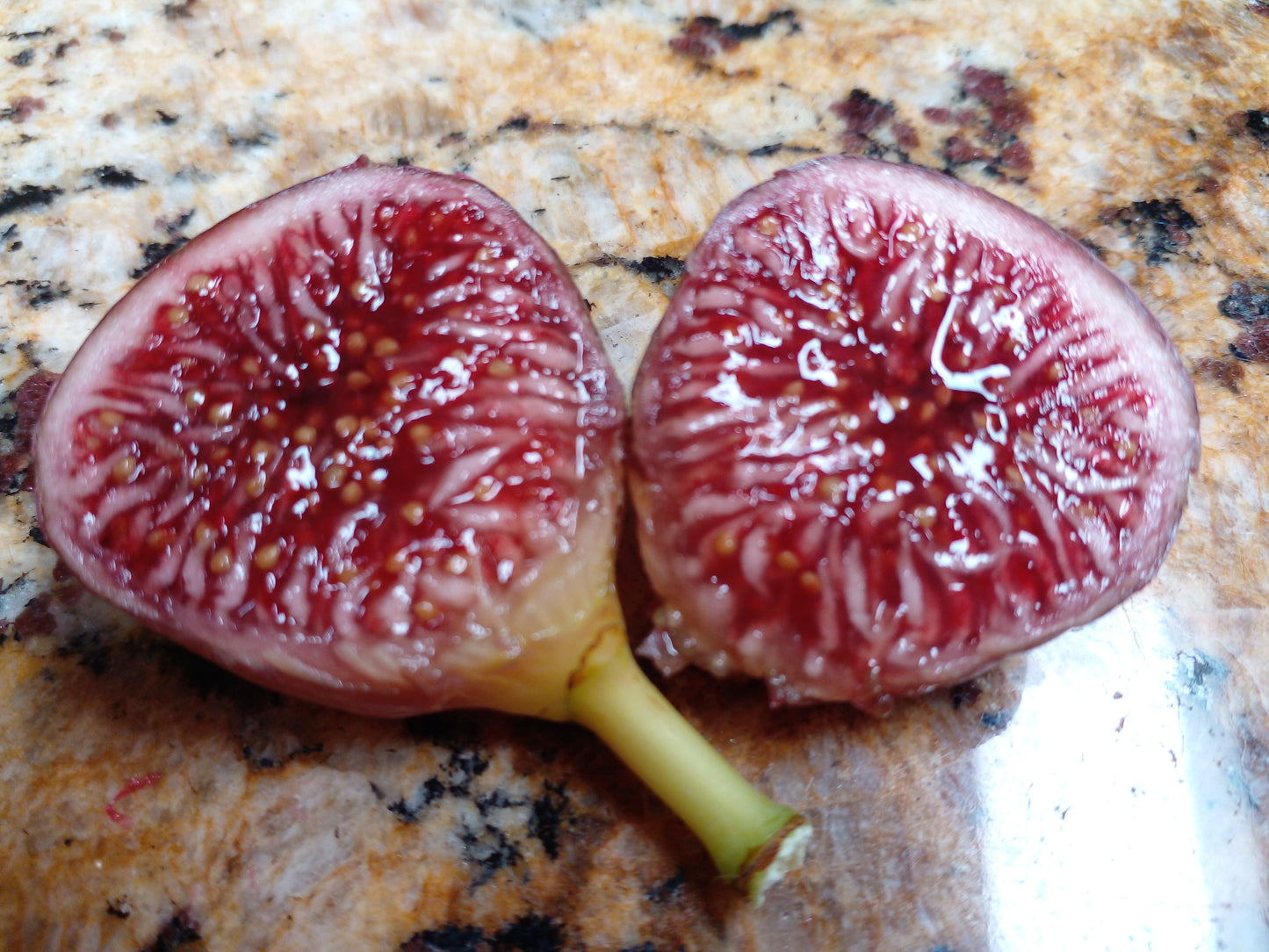 Exotica Strawberry Jam Fig - 2 Cuttings - Tasty Figs - Easy to Root