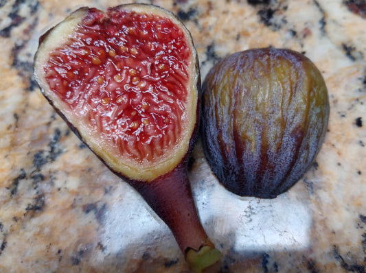 Faja de Ovelha Fig from Madeira Island - 2 Cuttings - Small Tasty Figs