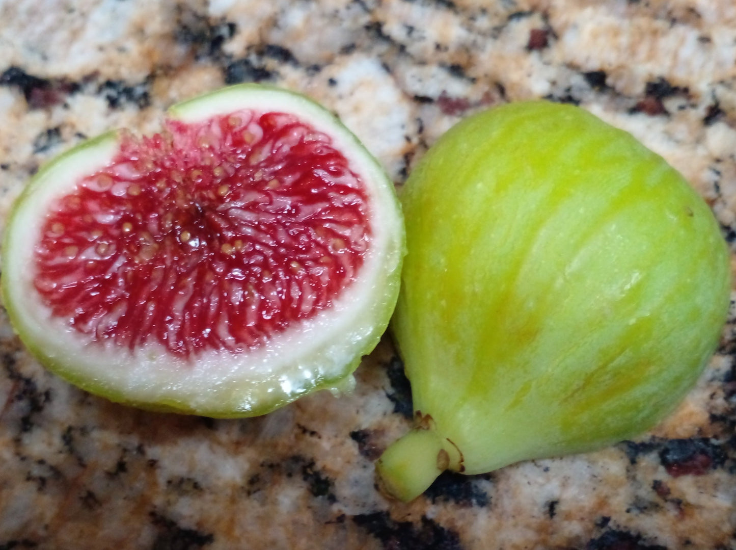 Figoin Fig - 2 Cuttings - Top-Tier Variety with Delicious Intense Berry Flavor
