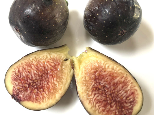 Guajome Fig - 2 Cuttings - Sweet Purple Figs with Excellent Berry Flavor