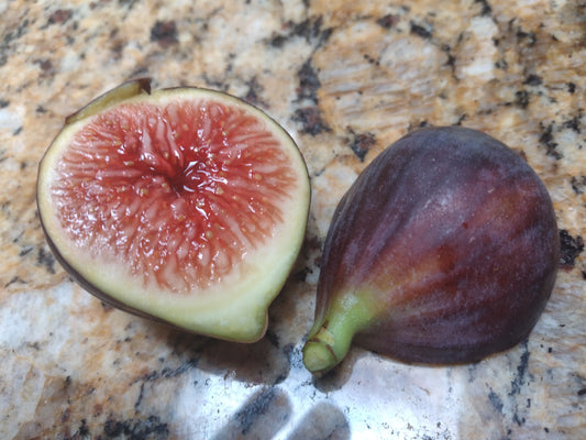 Italian 258 Fig Tree - 2 Cuttings - i-258 Tasty Purple Figs i258