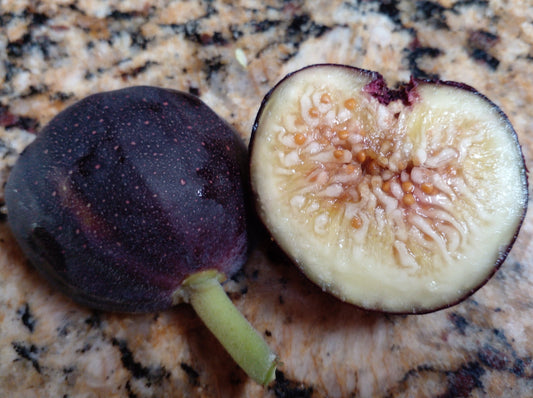 Iraqi Fig - 2 Cuttings - Ficus Palmata - Tasty Figs - Fuzzy Heart-Shaped Leaves