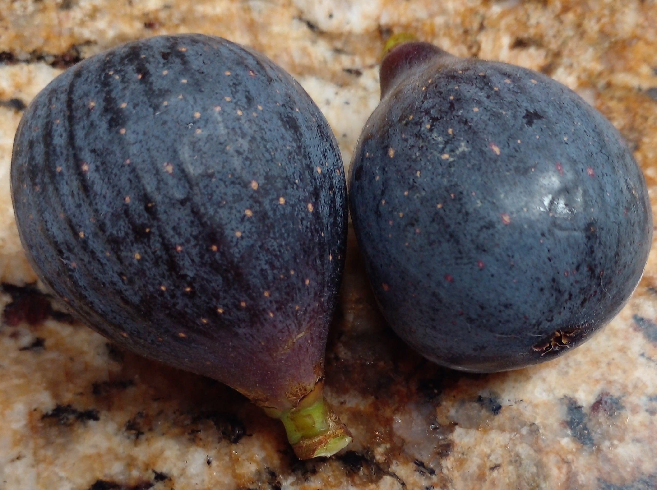 Little Miss Figgy Dwarf Fig Variety 2 Cuttings Delicious Berry F