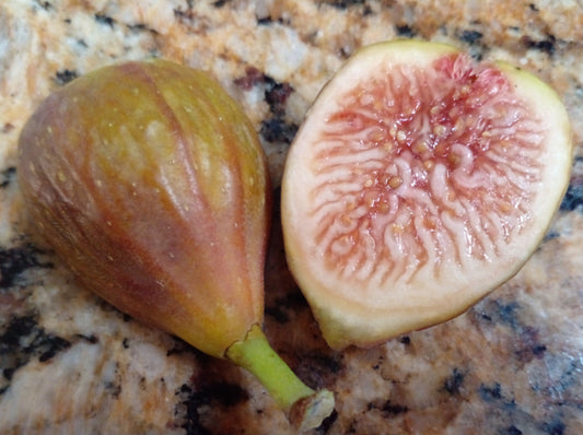 LSU Tiger Fig - 2 Cuttings - Striped Figs - Productive and Flavorful