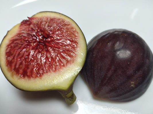 Malta Island Black Unknown Fig (Marius) - 2 Cuttings - Sweet Strawberry Flavor