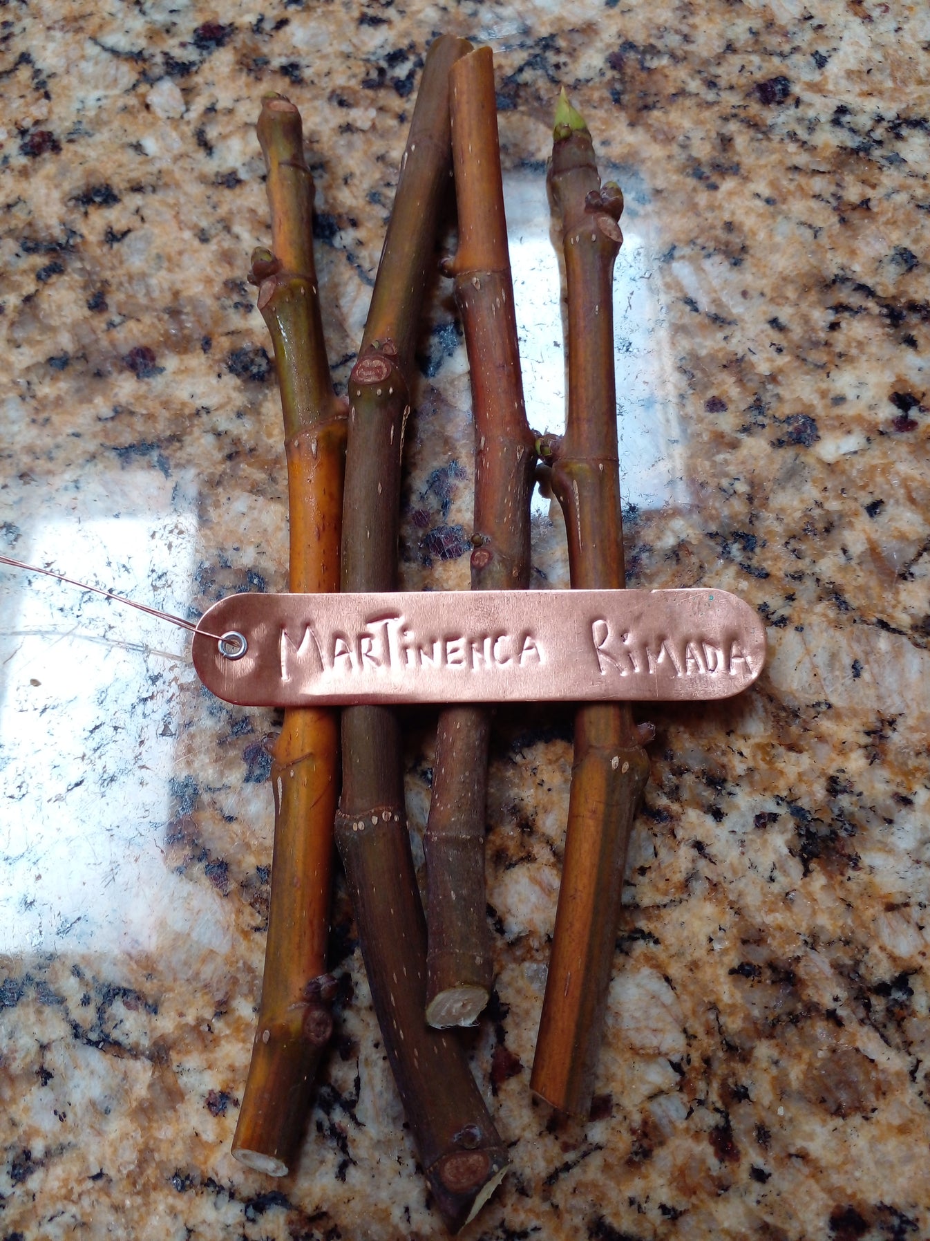 Martinenca Rimada Fig Tree - 2 Cuttings - Tasty Purple Striped Figs