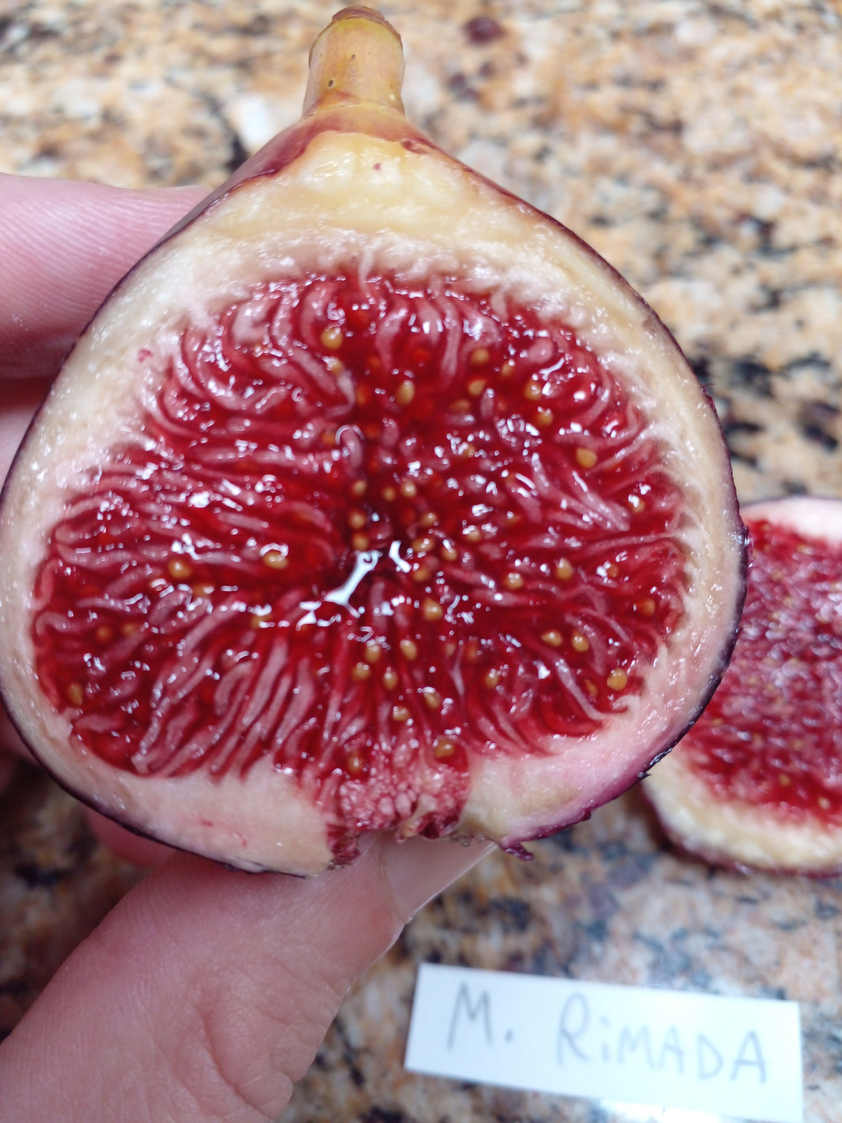 Martinenca Rimada Fig Tree - 2 Cuttings - Tasty Purple Striped Figs