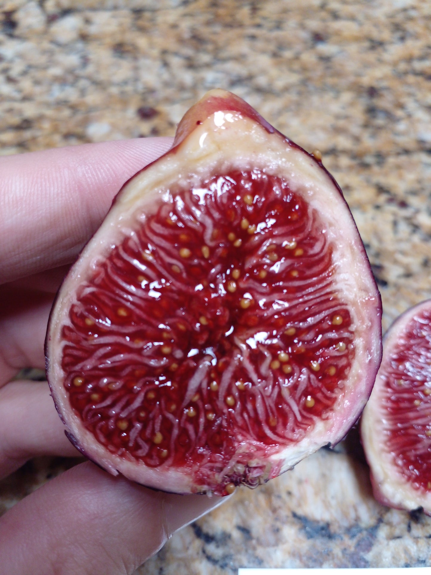 Martinenca Rimada Fig Tree - 2 Cuttings - Tasty Purple Striped Figs