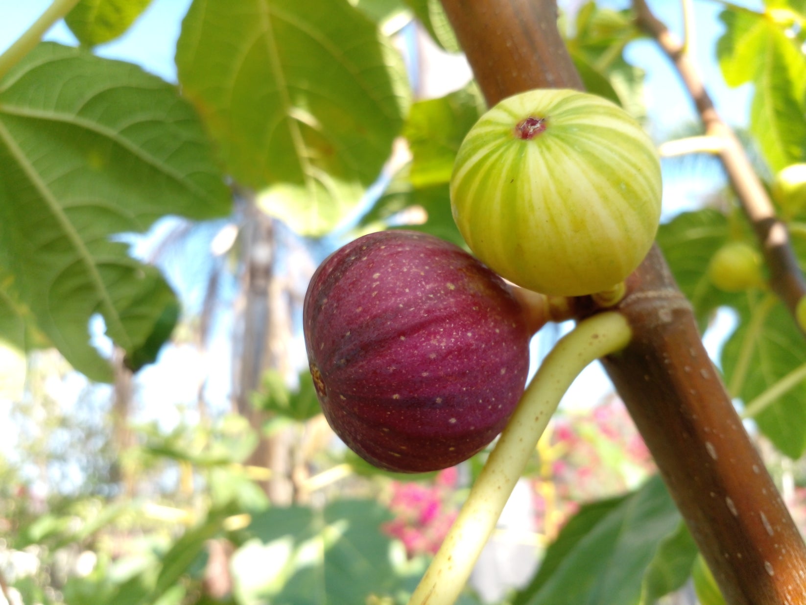 Martinenca Rimada Fig Tree - 2 Cuttings - Tasty Purple Striped Figs