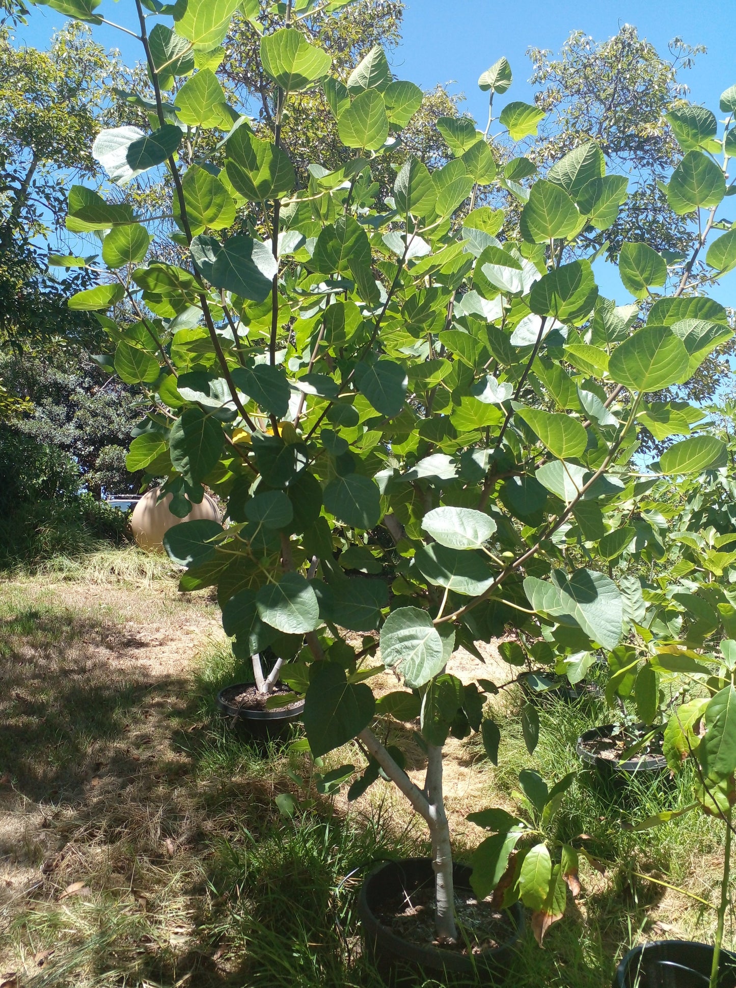 Ficus Palmata N1 Fig Tree - White Punjab Fig - 2 Cuttings - Tasty Unique Berry Flavor