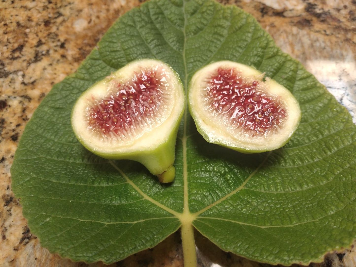 Ficus Palmata N1 Fig Tree - White Punjab Fig - 2 Cuttings - Tasty Unique Berry Flavor