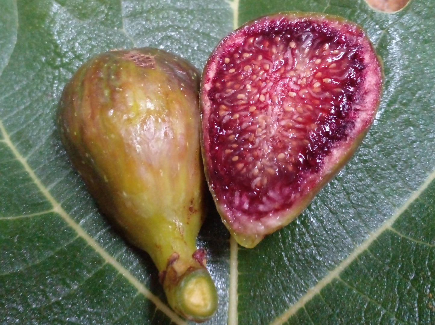 Pote Tresa Fig Tree - 2 Cuttings - Delicious Swiss Fig with Beautiful Coloring