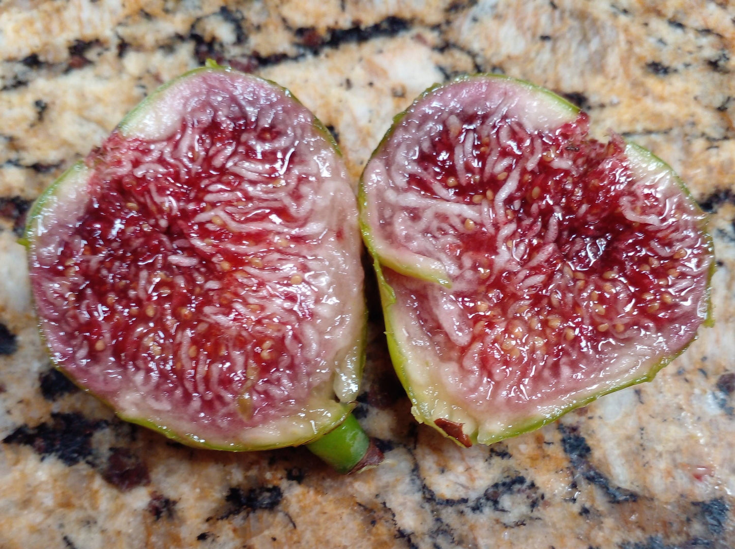 Pote Tresa Fig Tree - 2 Cuttings - Delicious Swiss Fig with Beautiful Coloring