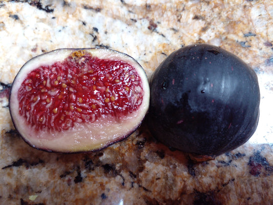 Raspberry Latte Fig Cuttings - 2 Cuttings - Sweet Tasty Berry Flavor