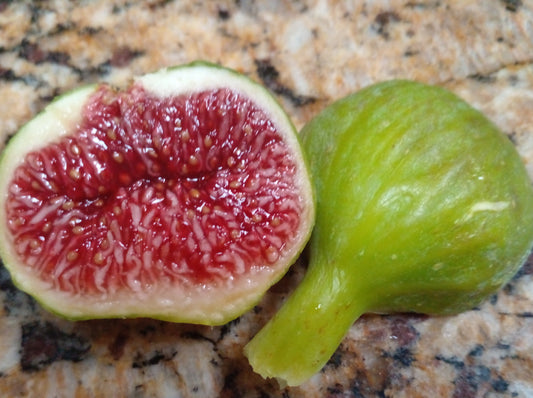 Sister Madeline's Green Greek Fig SMGG - 2 Cuttings - Delicious Flavor
