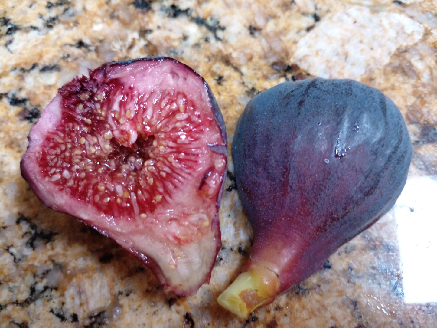 Souadi Fig - 2 Cuttings - Beautiful coloring and Sweet Pleasant Flavor