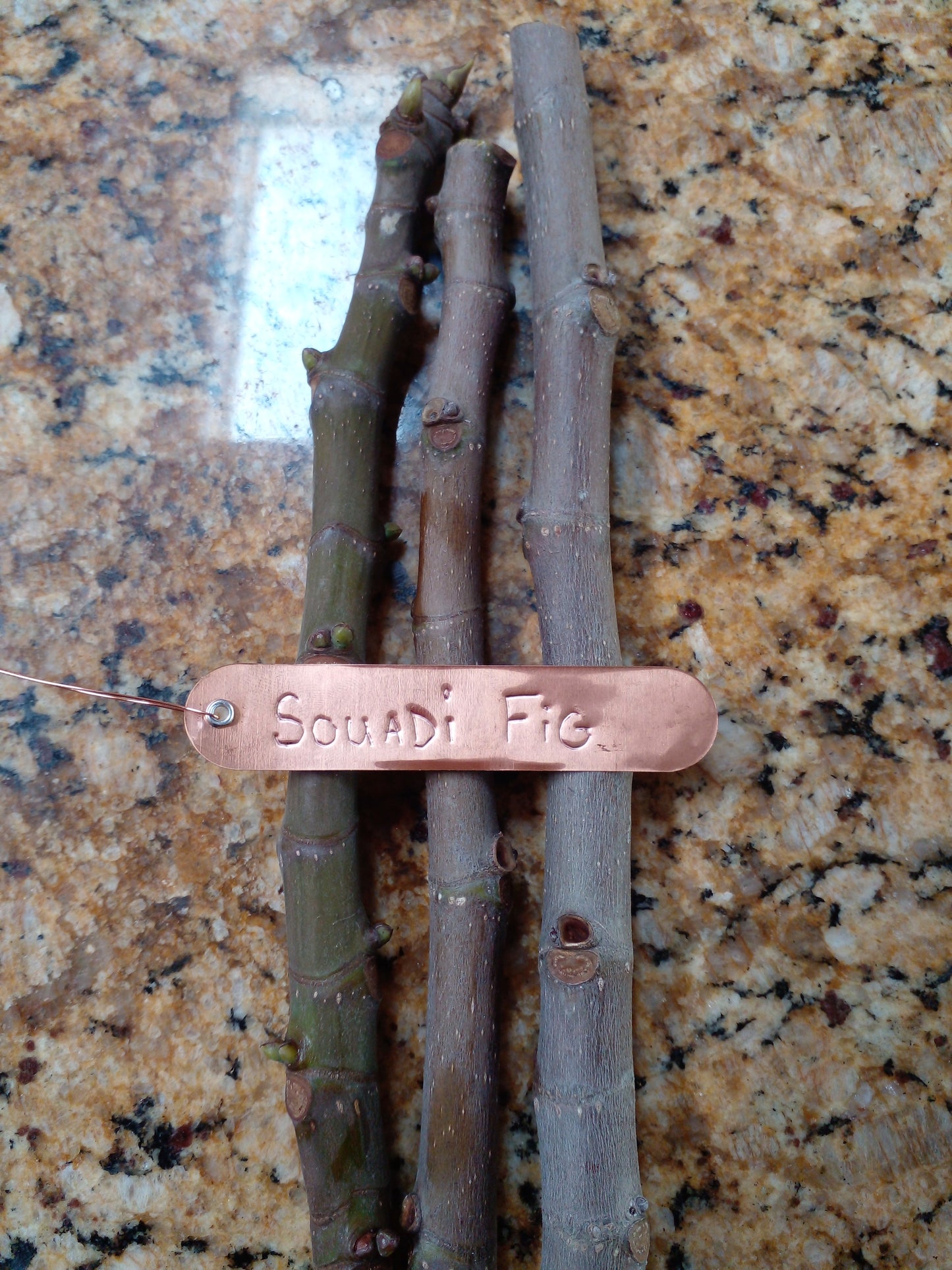 Souadi Fig - 2 Cuttings - Beautiful coloring and Sweet Pleasant Flavor