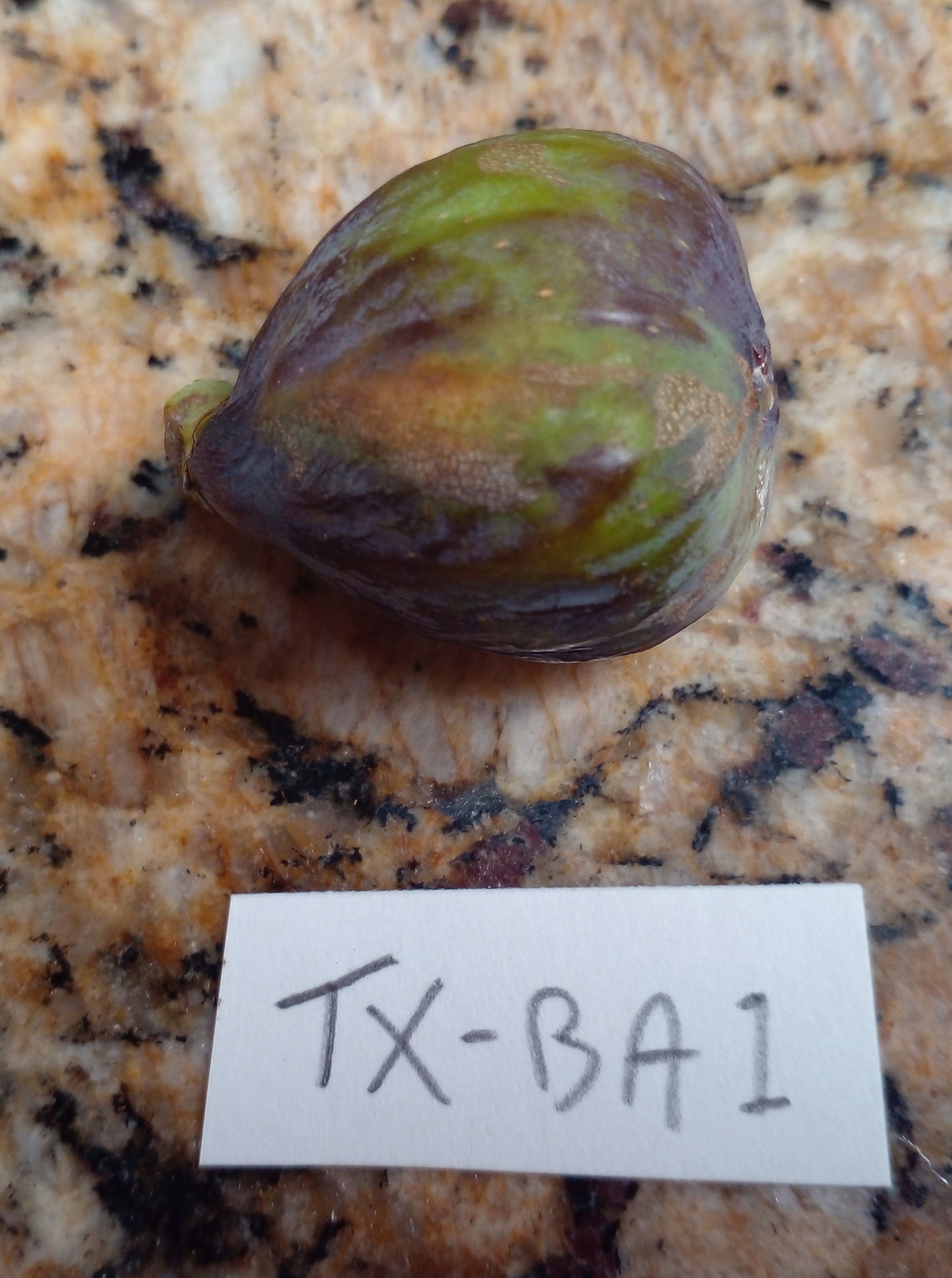 Texas BA-1 Fig - 2 Cuttings - Bronze Figs with Sweet Strawberry Flavor