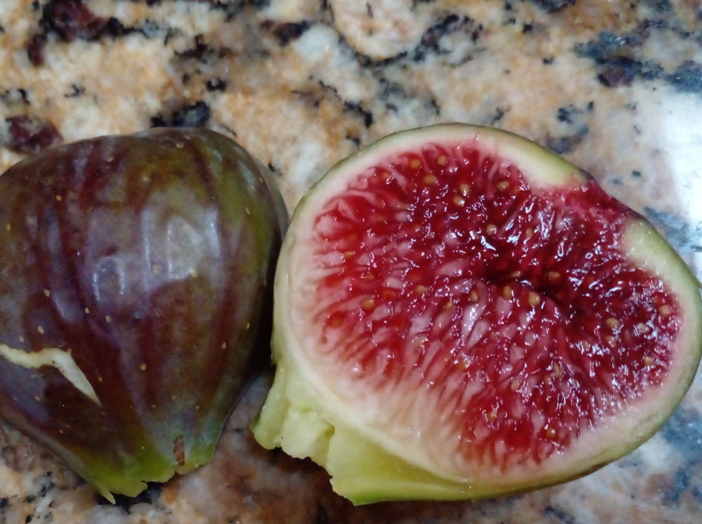 Texas BA-1 Fig - 2 Cuttings - Bronze Figs with Sweet Strawberry Flavor