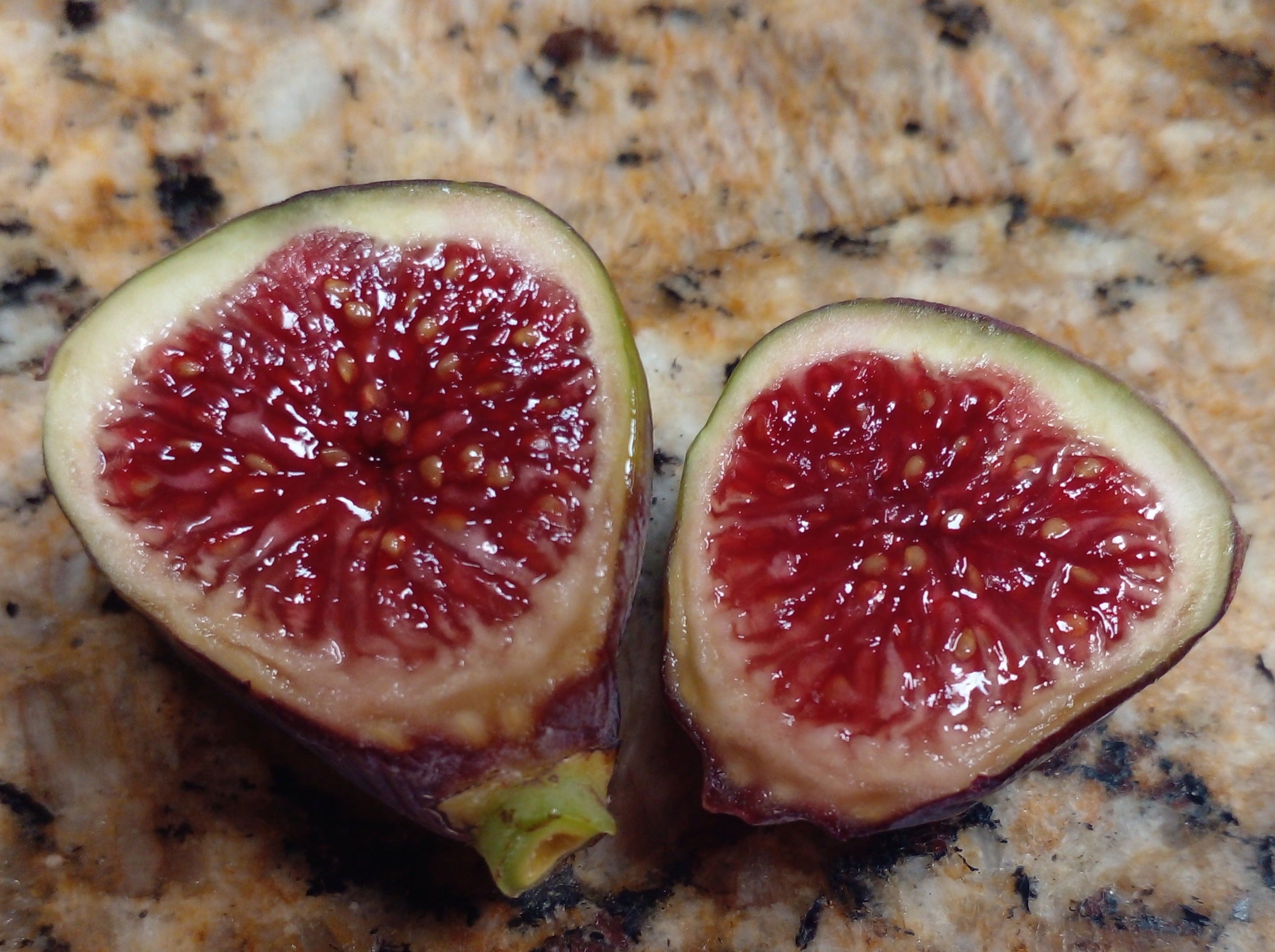 Texas BA-1 Fig - 2 Cuttings - Bronze Figs with Sweet Strawberry Flavor ...