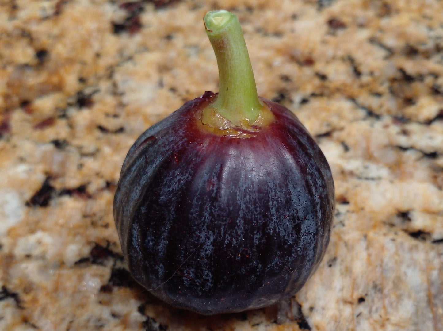 Unknown Pastiliere Fig - 2 Cuttings - Delicious Intense Cherry Berry Flavor