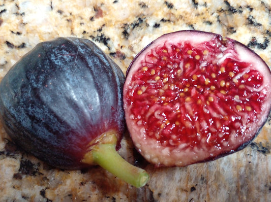 Unknown Pastiliere Fig - 2 Cuttings - Delicious Intense Cherry Berry Flavor