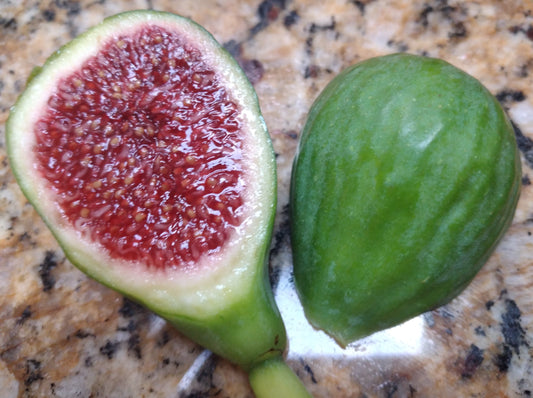 White Madeira #1 Fig - 2 Cuttings - Top-Tier Green Figs with Rich Berry Flavor