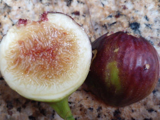Wuhan Fig - 2 Cuttings - Tasty Purple Figs with Juicy Honey Flavor